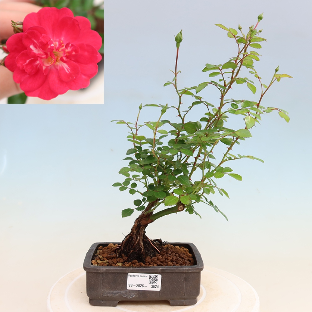 Vonkajšie bonsaje – Rosa Kordes – ruže