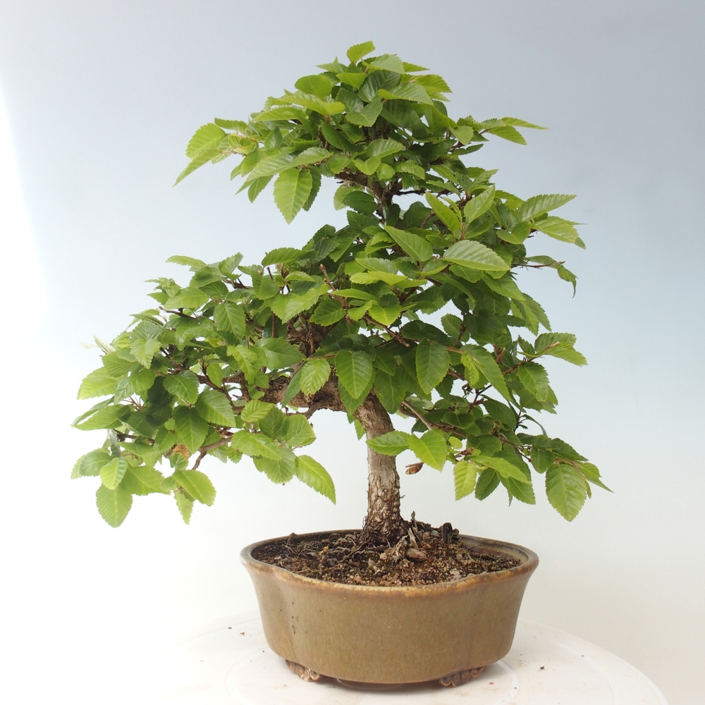 Vonkajšie bonsaje -Carpinus CARPINOIDES - Hrab kórejský