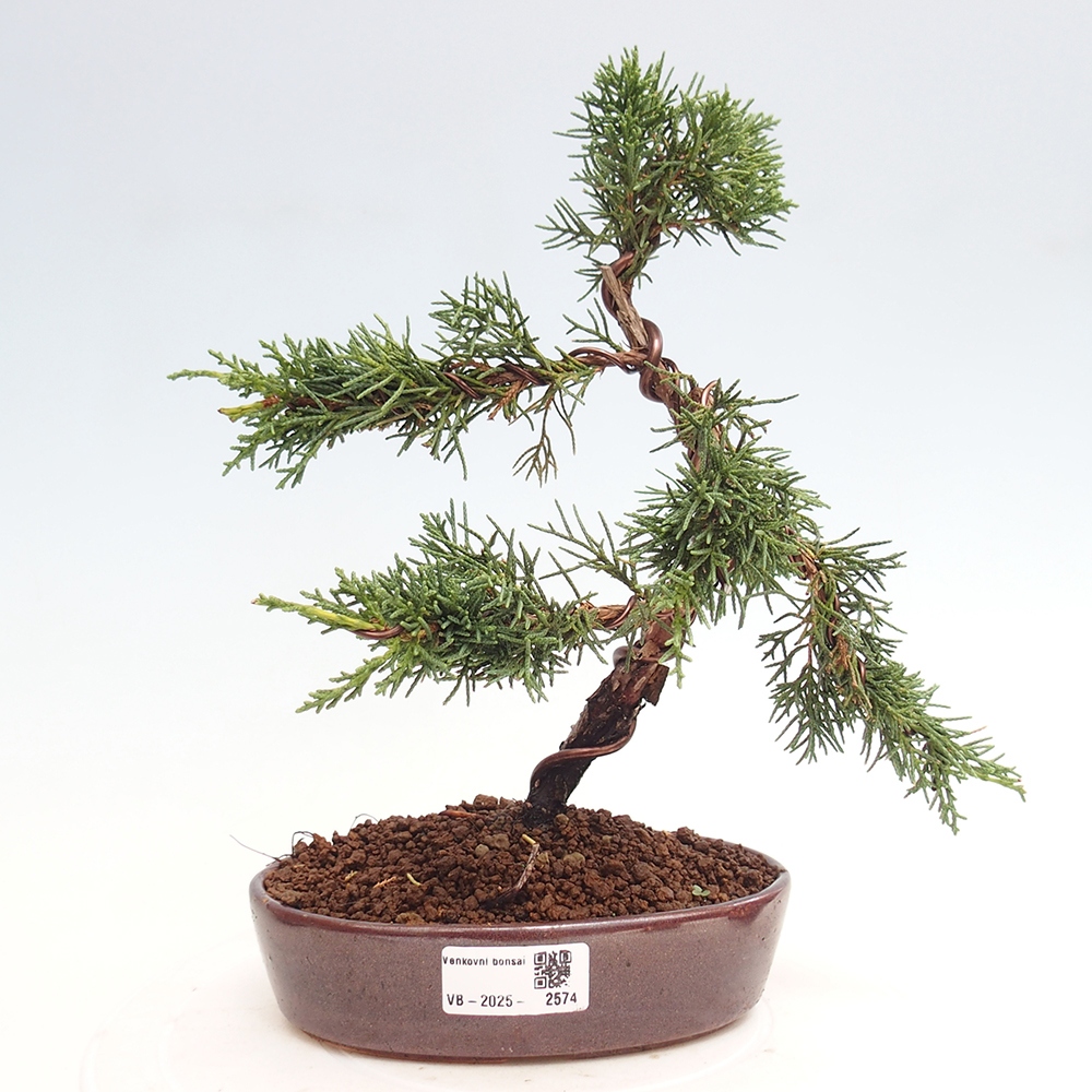 Vonkajší bonsai - Juniperus chinensis Kishu -Jalovec čínsky