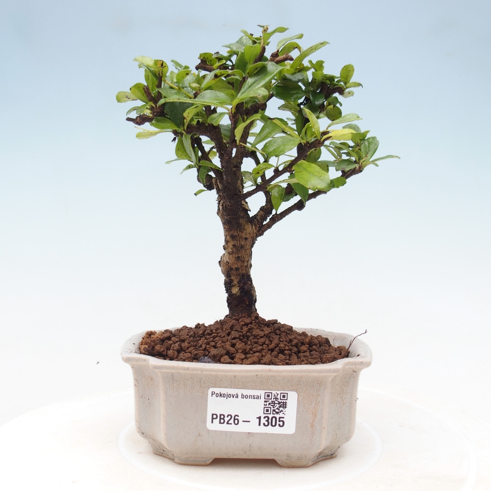 Izbové bonsaje - Carmona macrophylla - Tea fuki