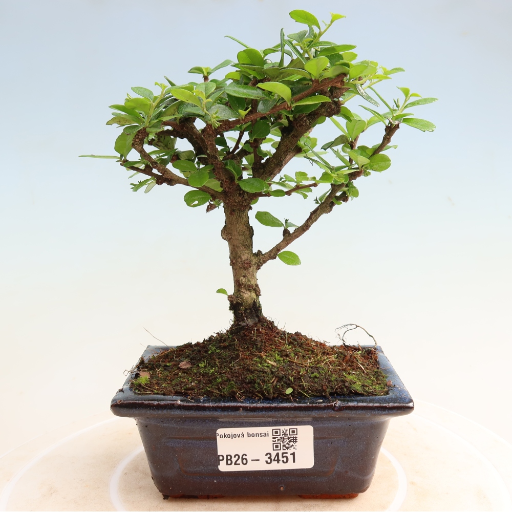 Izbové bonsaje - Carmona macrophylla - Tea fuki