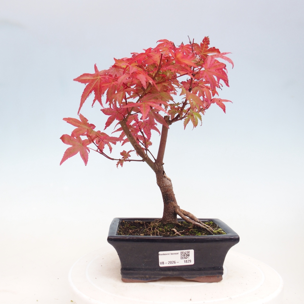 Vonkajší bonsaj - Acer palmatum DESHOJO