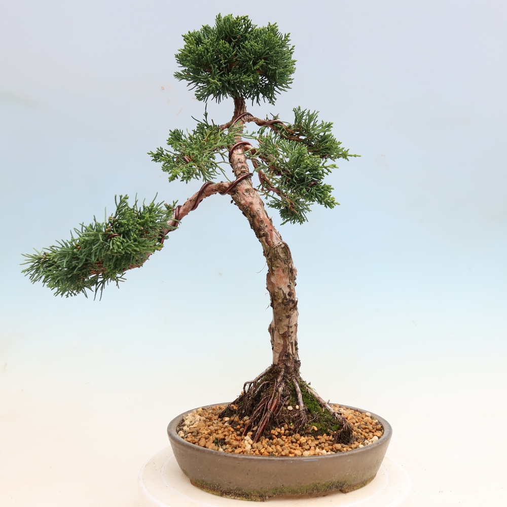 Vonkajší bonsaj - Juniperus chinensis Kishu