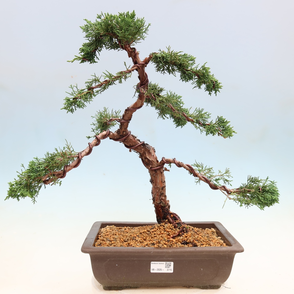 Vonkajší bonsaj - Juniperus chinensis Kishu