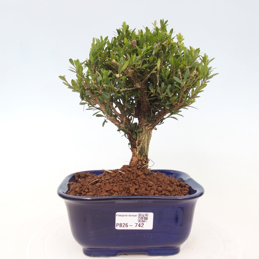 Izbové bonsaje - Buxus harlandii - korkový buxus