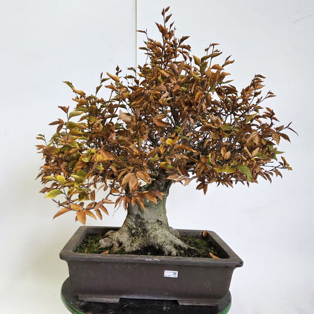 Vonkajšie bonsai -Fagus crenata