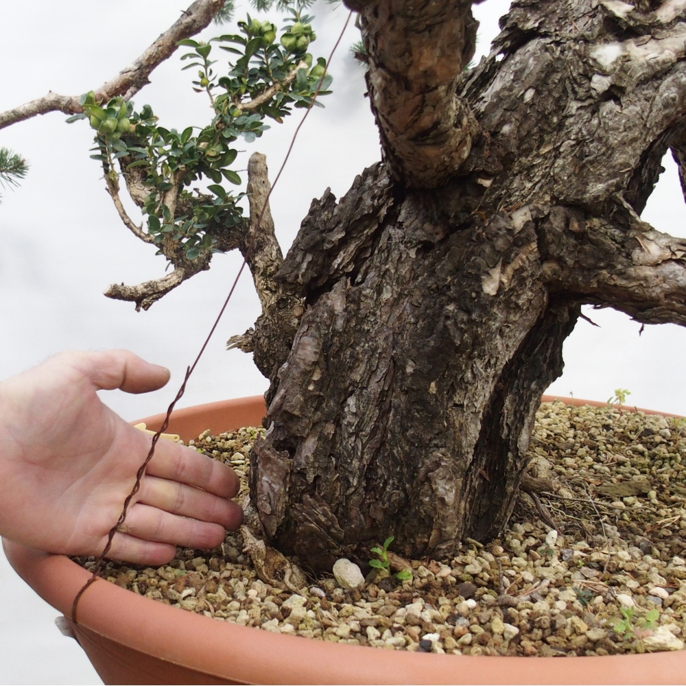 Yamadori - Pinus sylvestris Španielsko