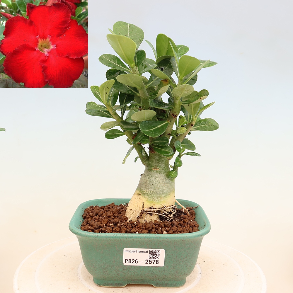 Izba bonsai – Adenium obesum Red Star – Púštna ruža