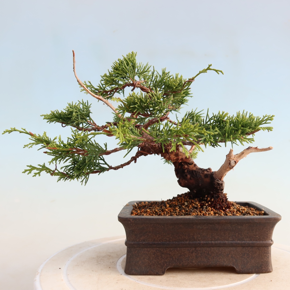 Vonkajší bonsai - Juniperus chinensis Itoigawa -Jalovec čínsky