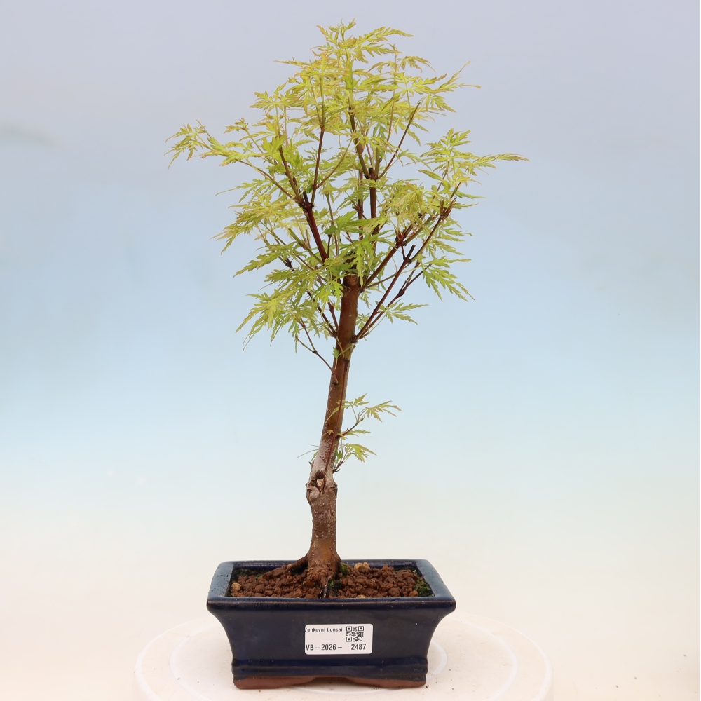 Vonkajší bonsai – Acer palmatum Dissectum – javor dlaňolistý 