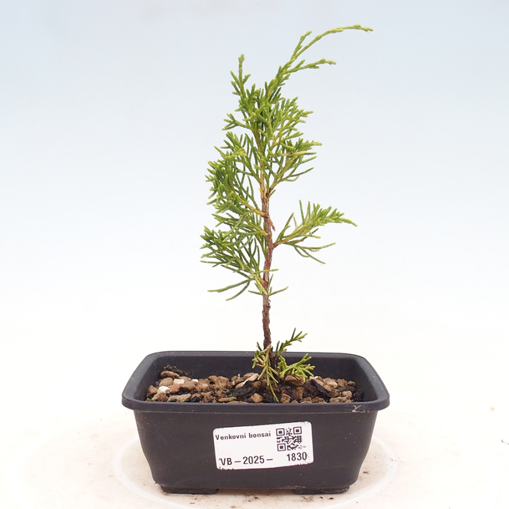 Vonkajší bonsai - Juniperus chinensis Itoigawa -Jalovec čínsky