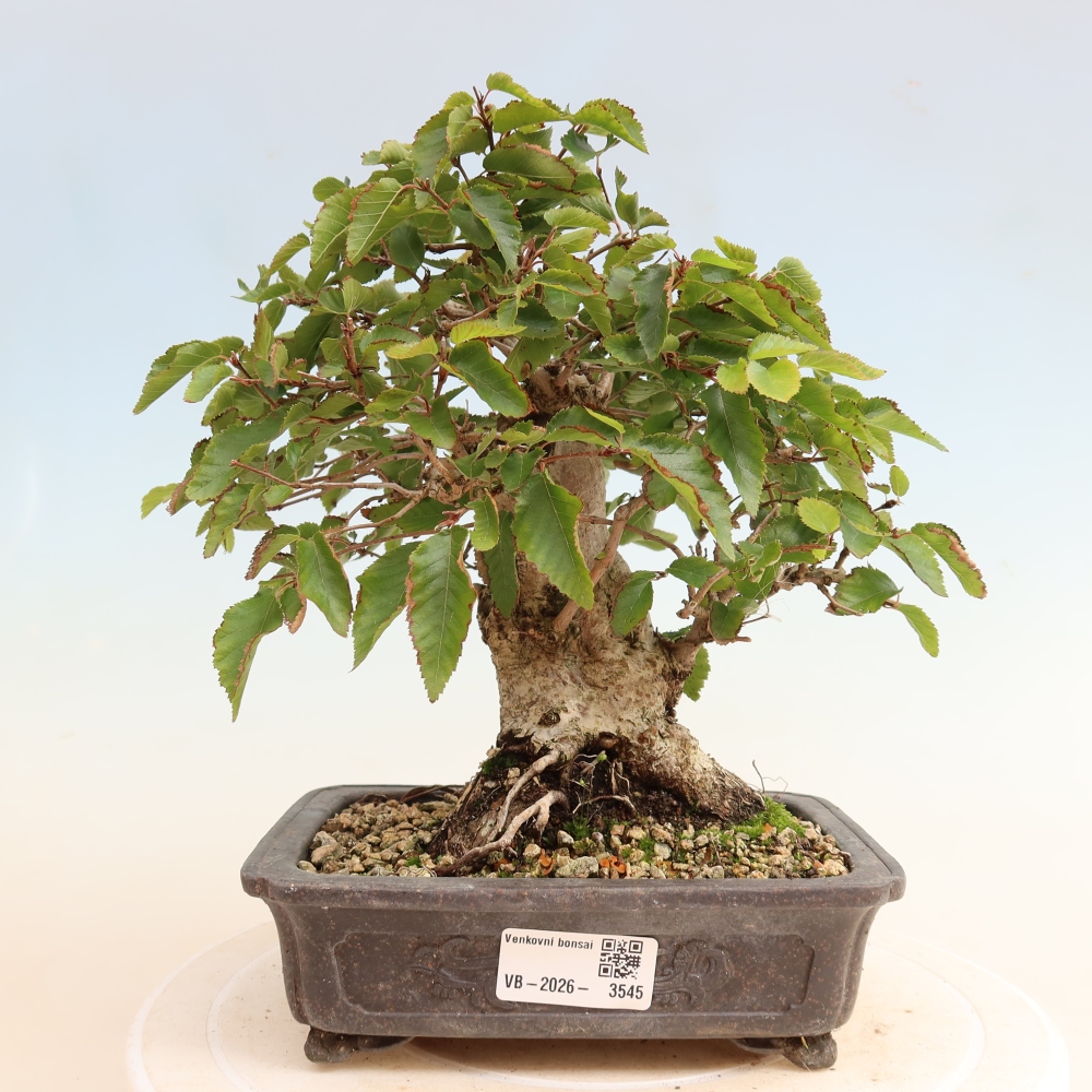 Vonkajšie bonsaje -Carpinus CARPINOIDES - Hrab kórejský