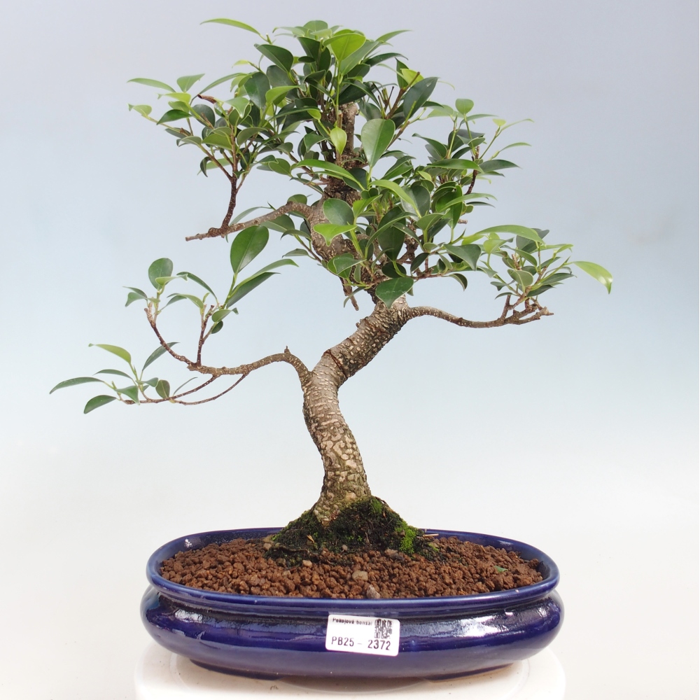 Izbová bonsai - Ficus kimmen - malolistá fikus