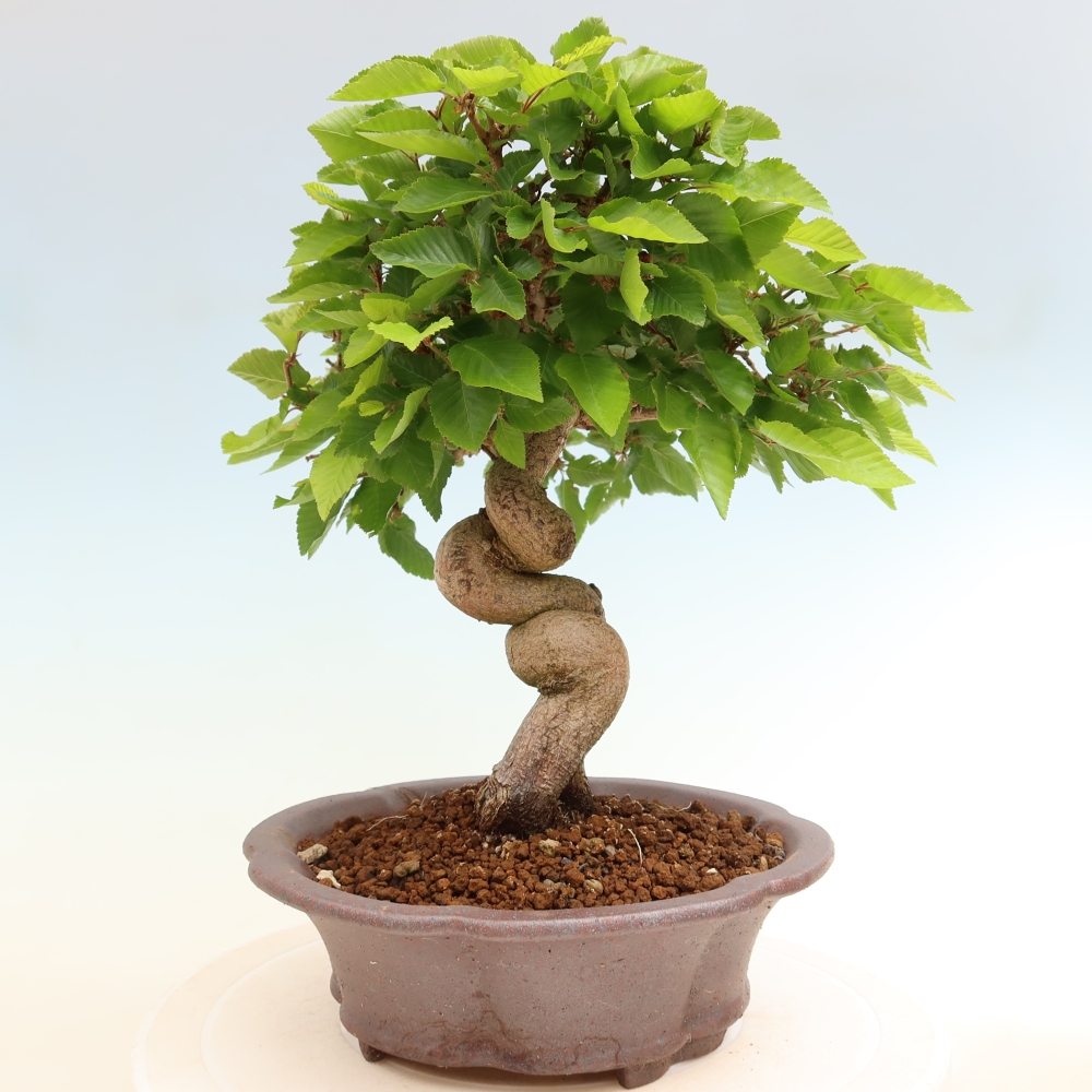 Vonkajší bonsaj -Carpinus coreana - Hrab kórejský