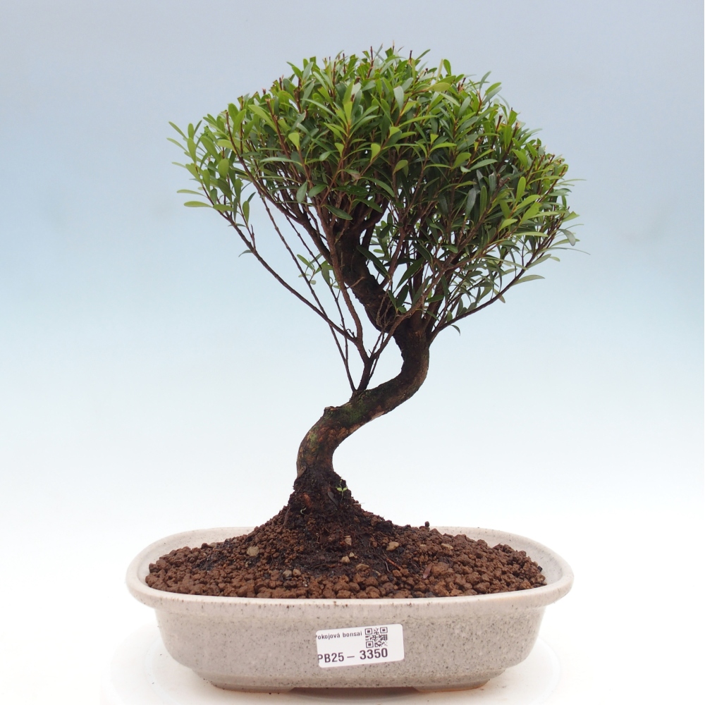 Izbová bonsai - Syzygium - pimentovníka