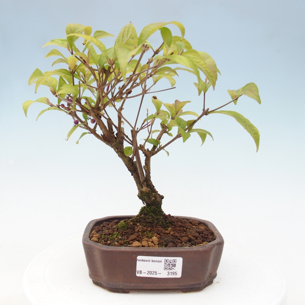 Vonkajšia bonsai - krásnoplodka - Callicarpa jap. Leucocarpa