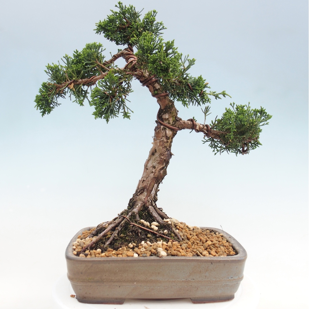 Vonkajší bonsaj - Juniperus chinensis Kishu