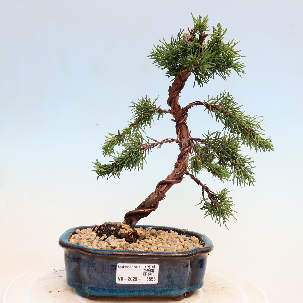 Vonkajší bonsaj - Juniperus chinensis Kishu