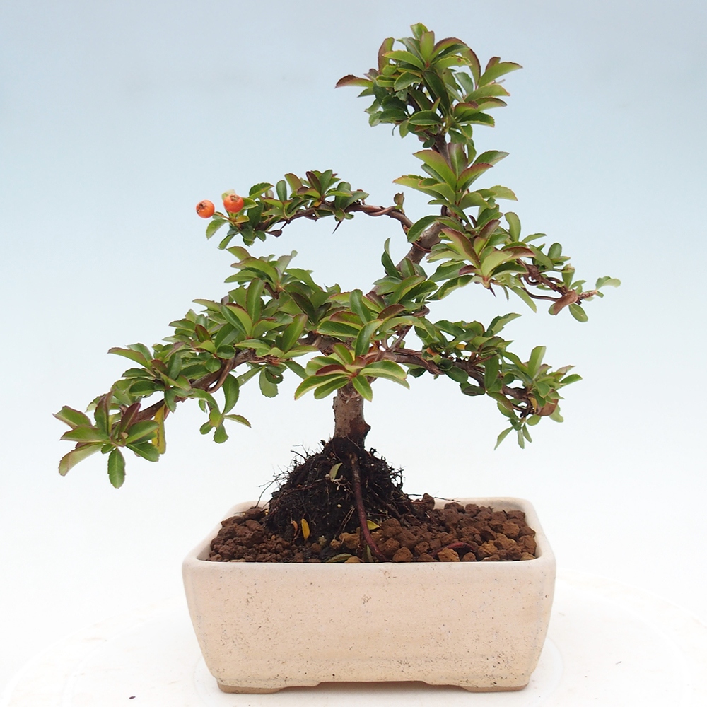 Vonkajšie bonsaje-Pyracantha Teton -Hlox