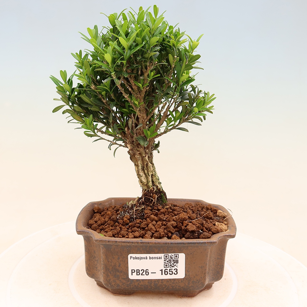 Izbové bonsaje - Buxus harlandii - korkový buxus