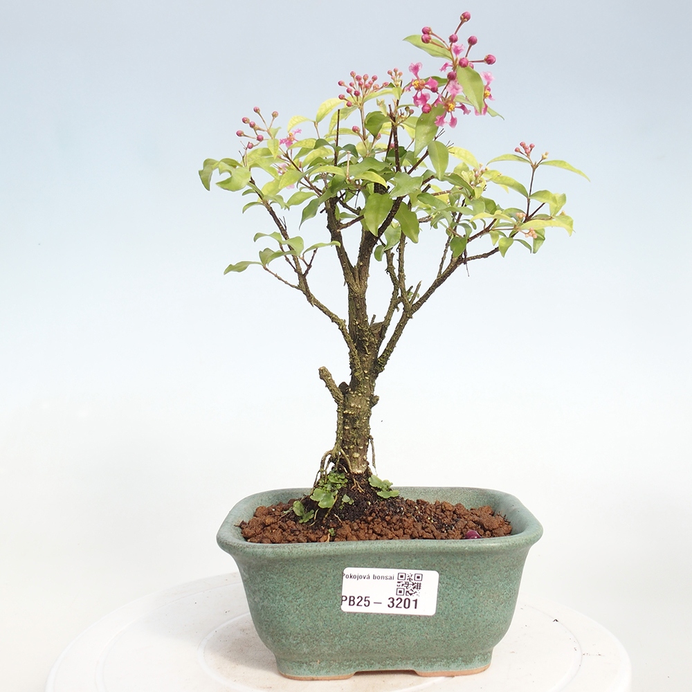 Izbová bonsai - Malpighia coccigera- Barbdorská čerešňa