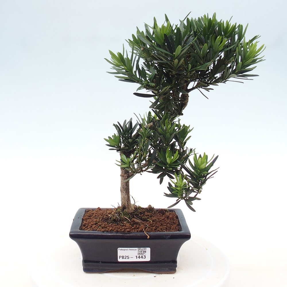 Izbová bonsai - Podocarpus - Kamenný tis