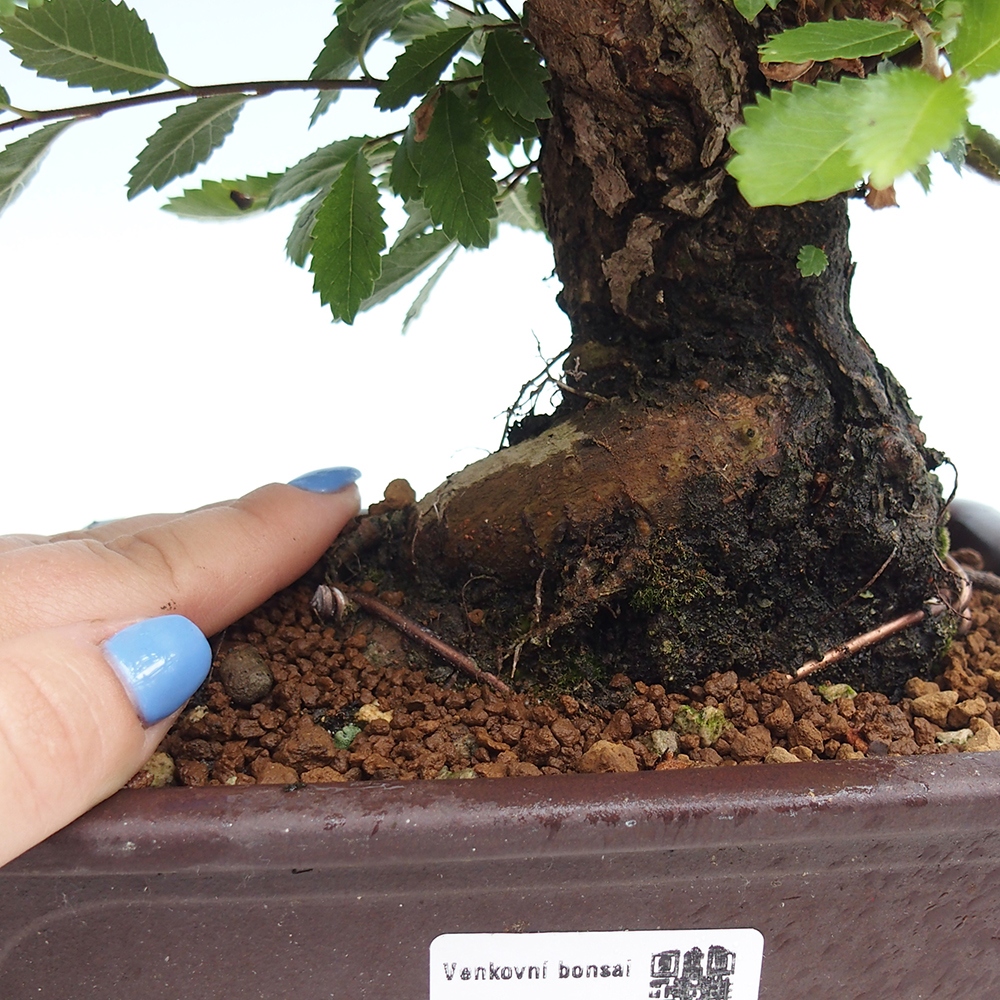 Vonkajšie bonsai - Zelkova - Zelkova Nirom