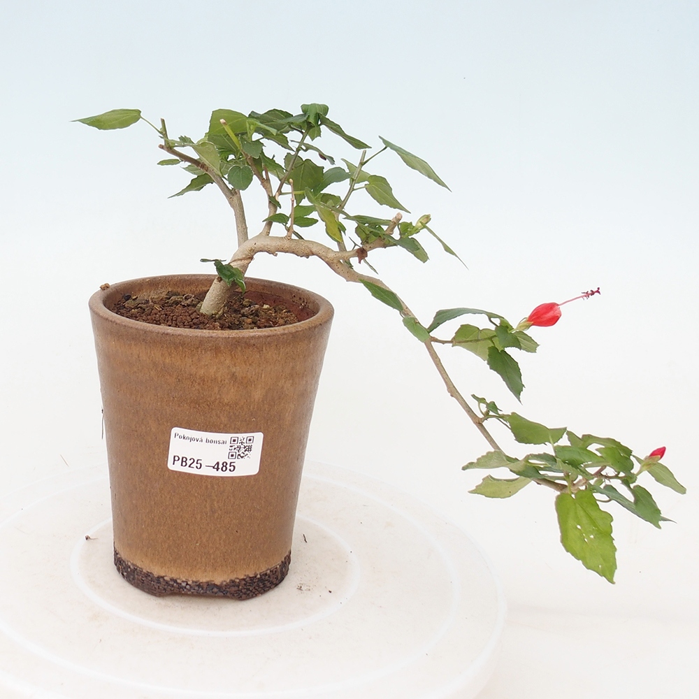 Izbová bonsai - Malvaviscus arboreus - ibištekovec drevnatý