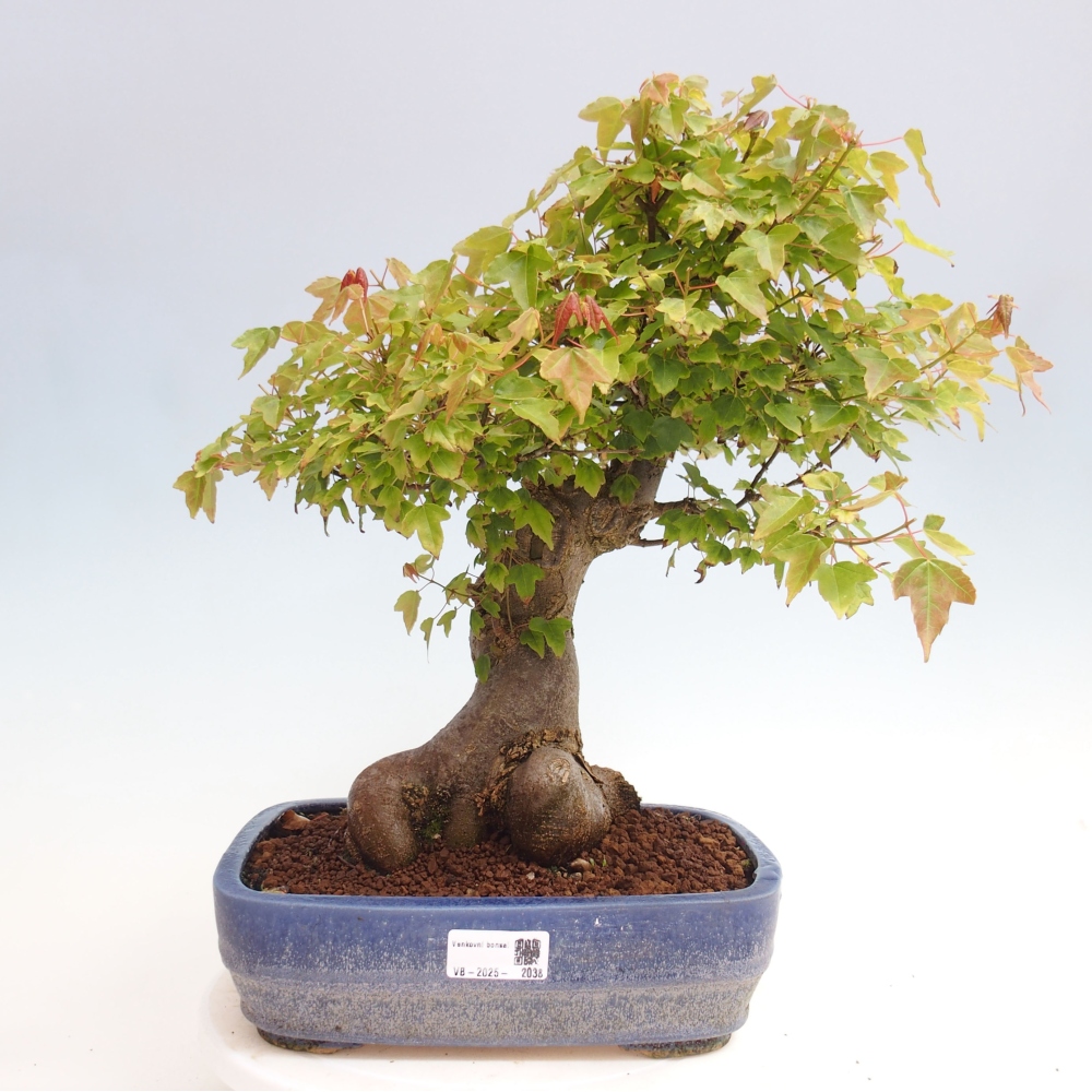 Vonkajšie bonsai - Javor Buergerianum - Javor Burgerův