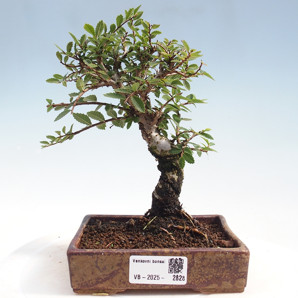Vonkajšie bonsai - Zelkova - Zelkova Nirom