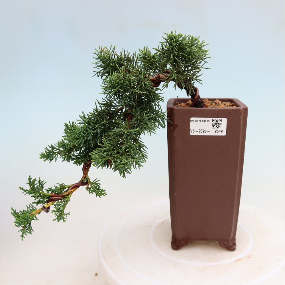 Vonkajší bonsaj - Juniperus chinensis Kishu