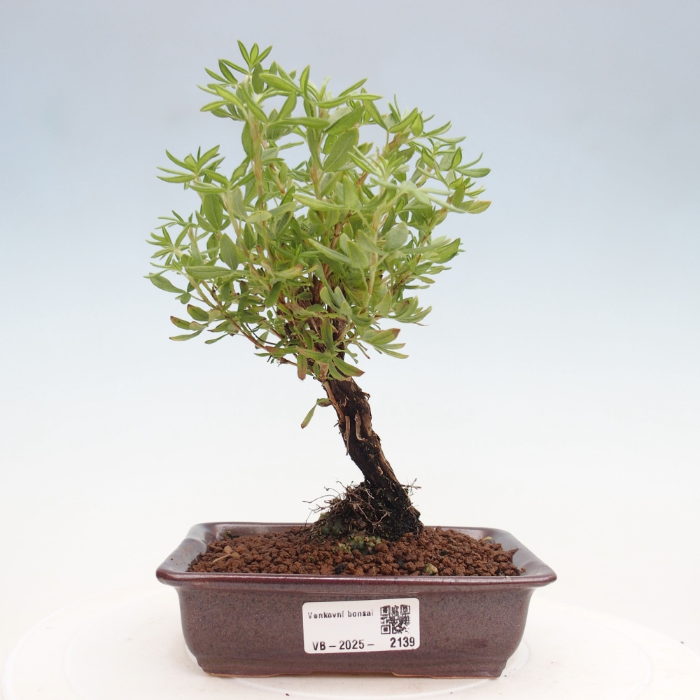 Vonkajšia bonsai-Nátržník krovitá - potentila fruticosa yellow Bird