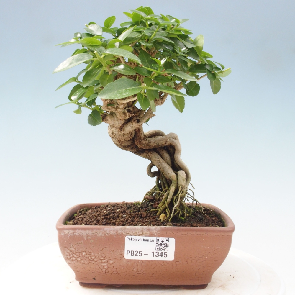 Izbová bonsai - Premna serratifolia - Kozlovoň malolistá