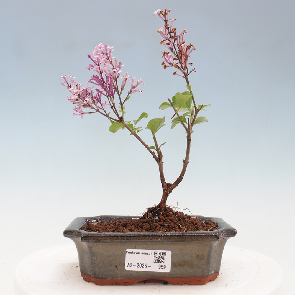 Vonkajší bonsai - Syringa Meyeri Palibin - Orgován Meyerov