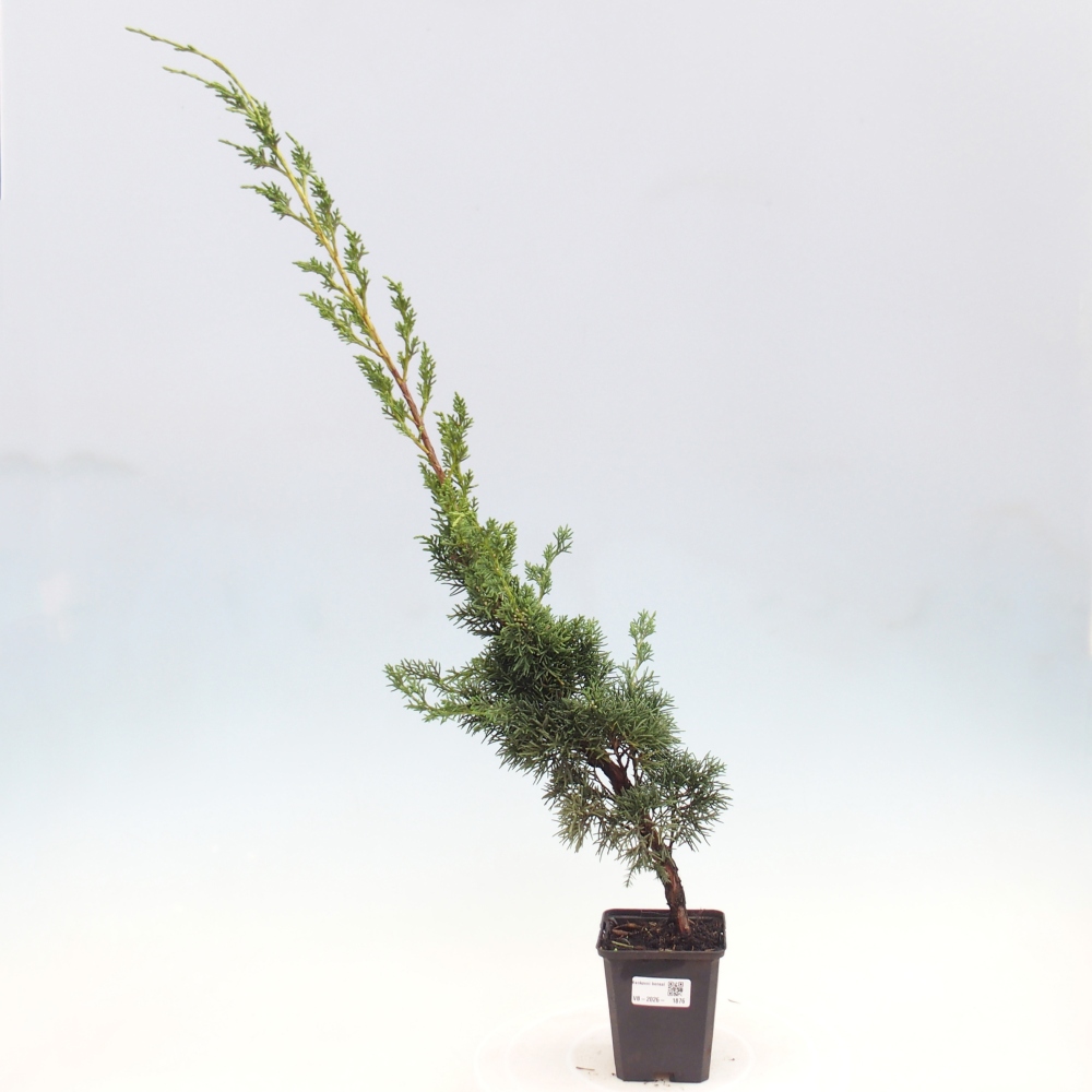 Vonkajší bonsaj - Juniperus chinensis Kishu