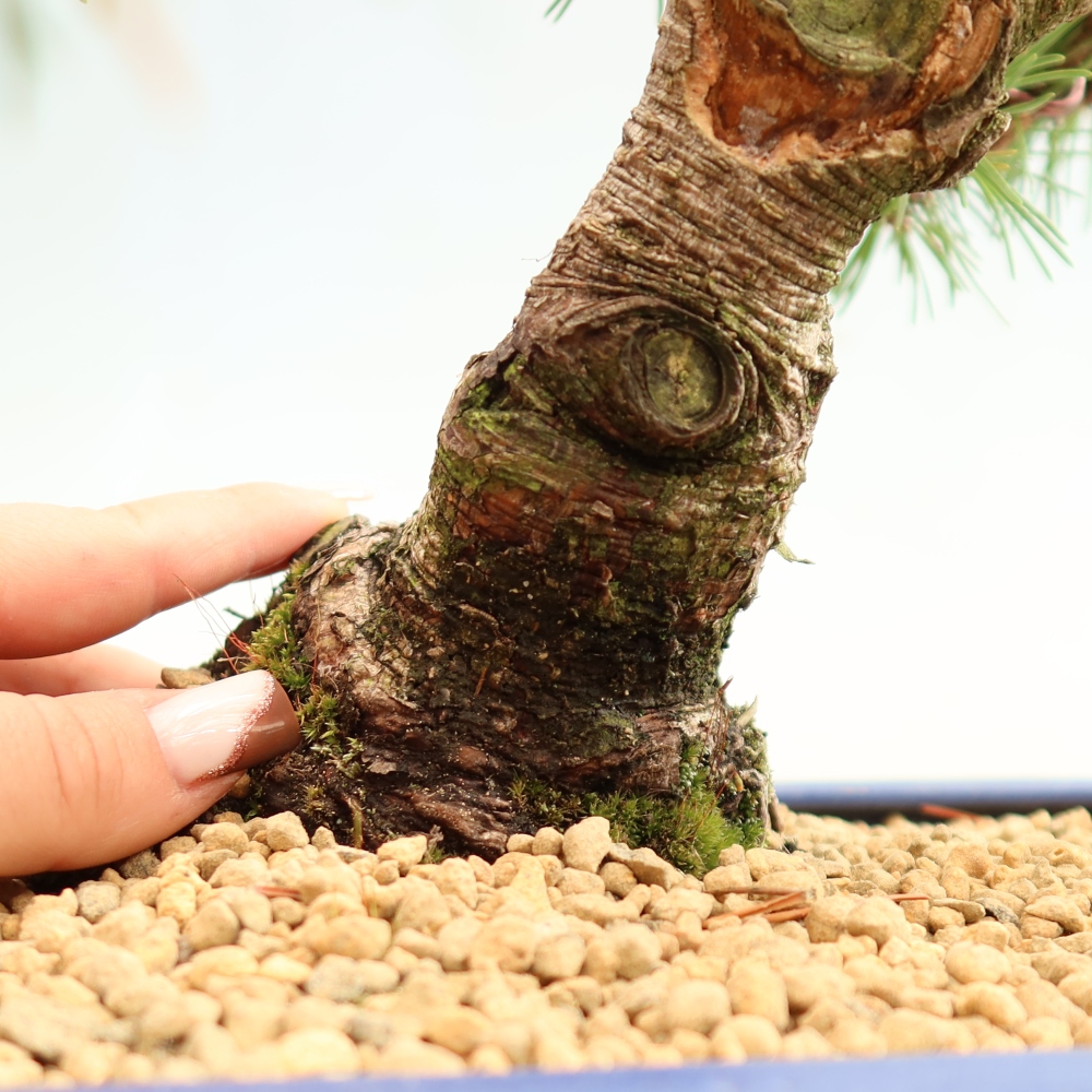 Vonkajšie bonsaje – Pinus mugo Humpy – borovica krivá