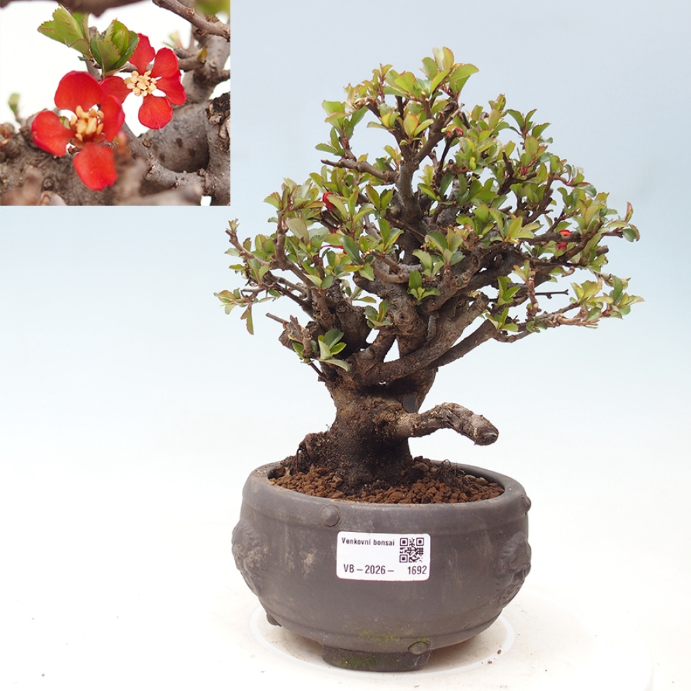 Vonkajšie bonsaje - Chaneomeles speciosa - Kdoule