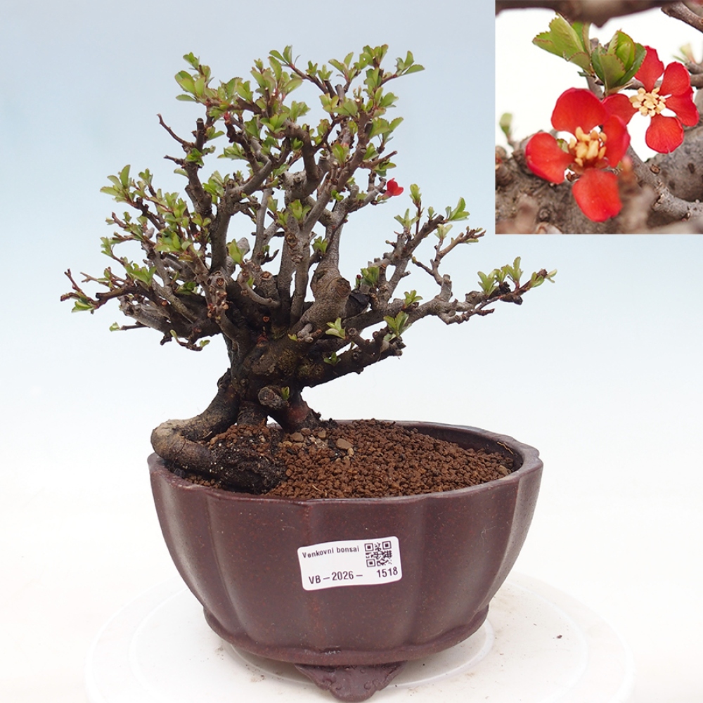 Vonkajšie bonsaje - Chaneomeles speciosa - Kdoule