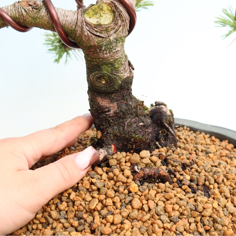 Vonkajšie bonsaje – Pinus mugo Humpy – borovica krivá