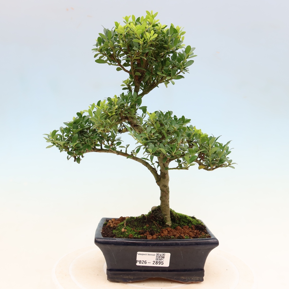 Izbový bonsaj - Ilex crenata - Cesmína