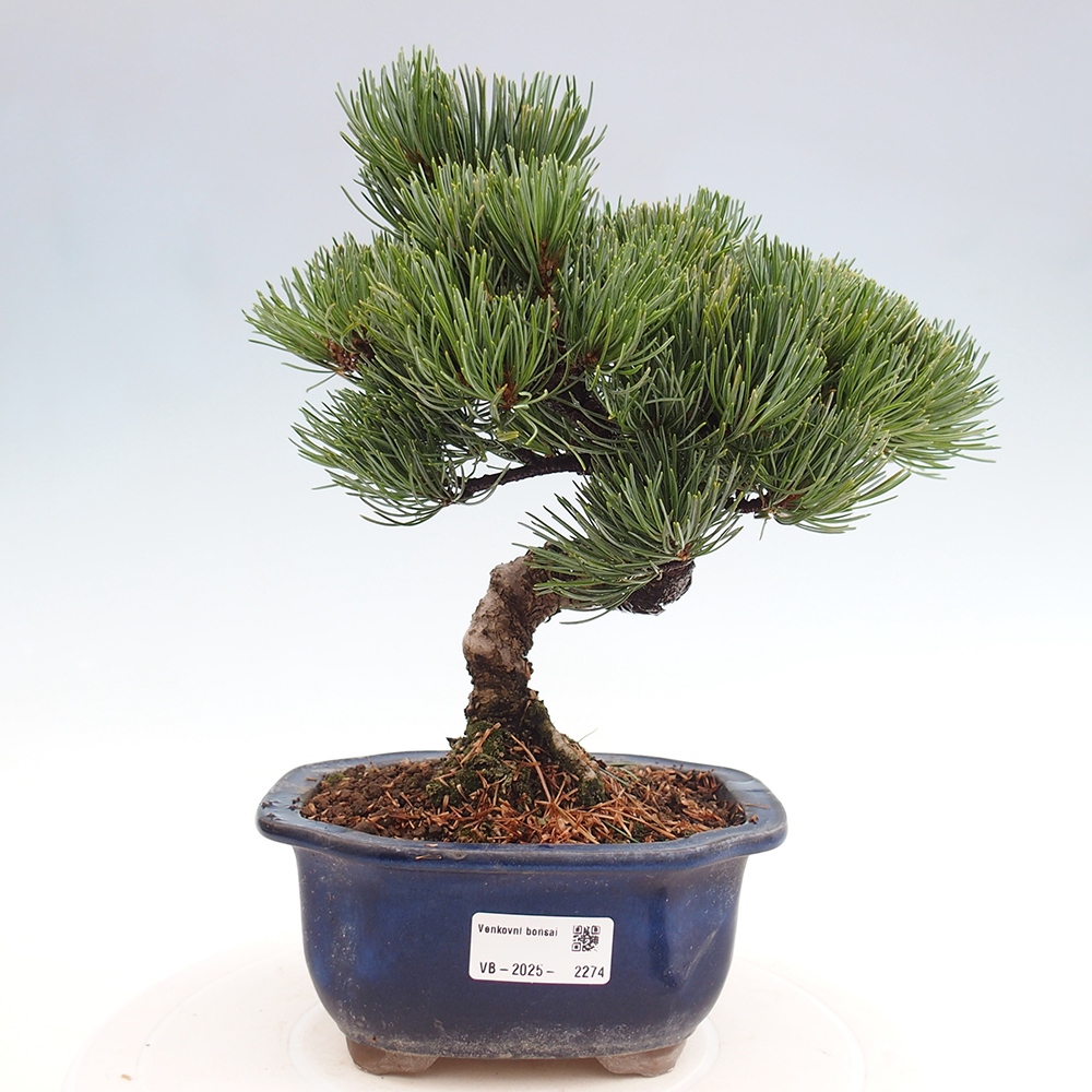 Vonkajšie bonsai - Pinus parviflora - Borovica drobnokvetá