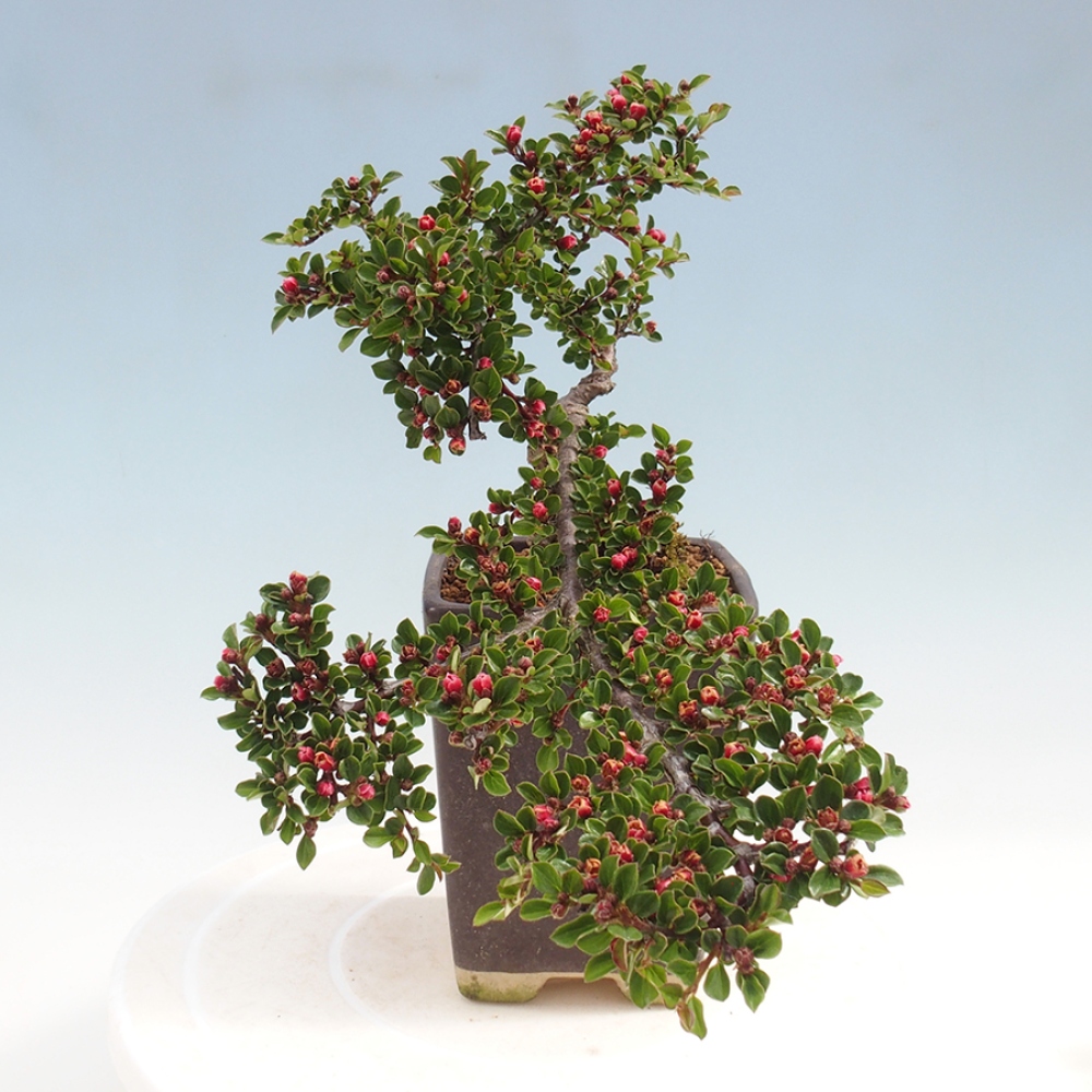 Vonkajší bonsai - Cotoneaster horizontalis - Skalník
