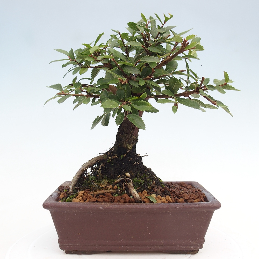 Vonkajšie bonsai - Zelkova - Zelkova Nirom