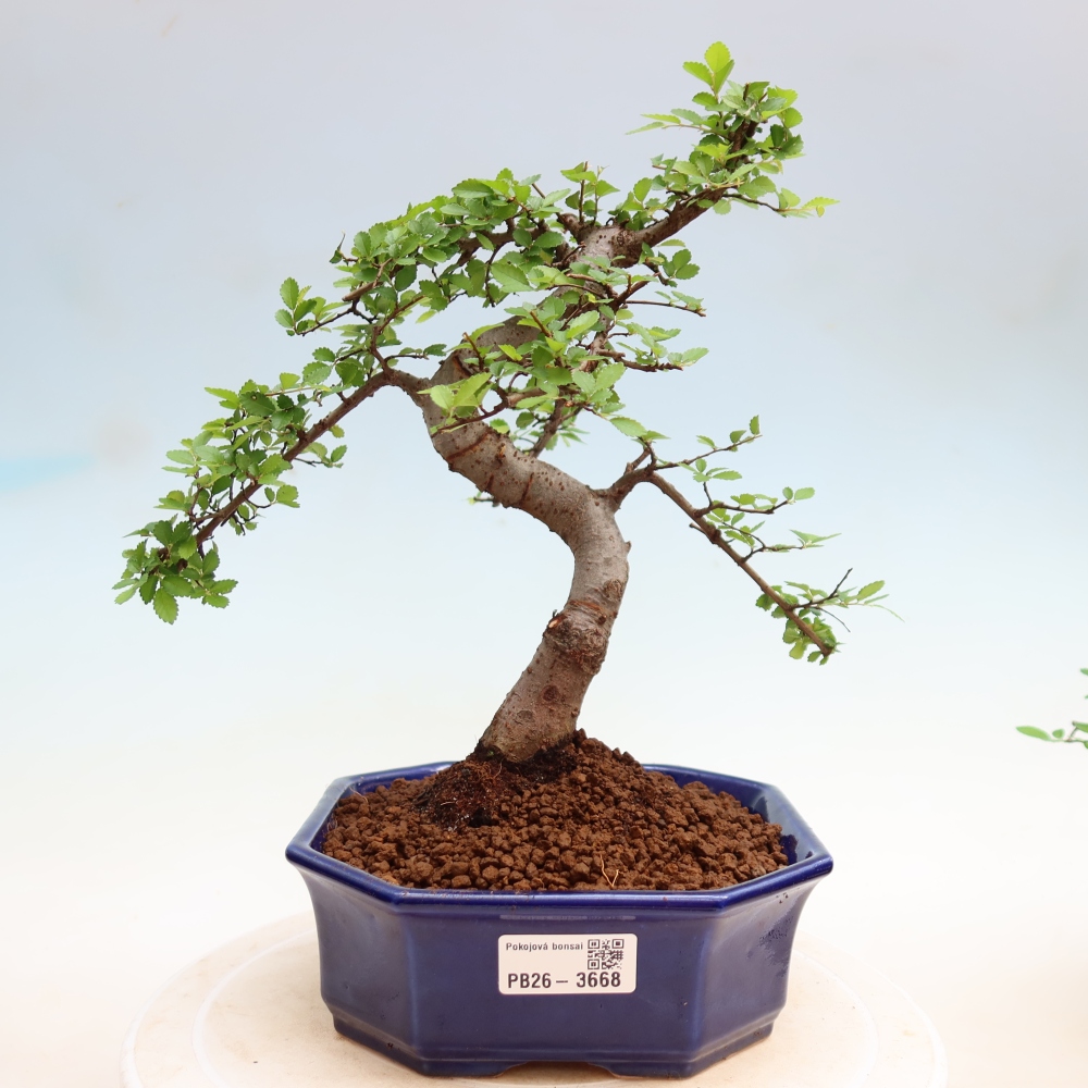 Izbový bonsaj - Ulmus parvifolia - brest malolistý