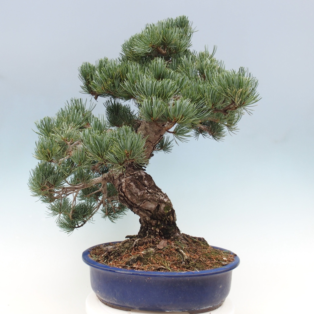 Vonkajšie bonsai - Pinus parviflora - Borovica drobnokvetá