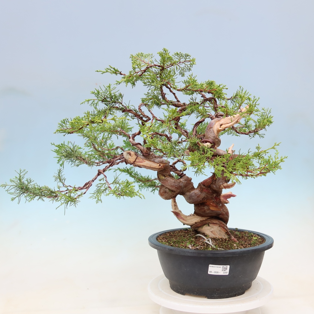 Vonkajší bonsai – Juniperus chinensis Itoigawa – čínsky jalovec