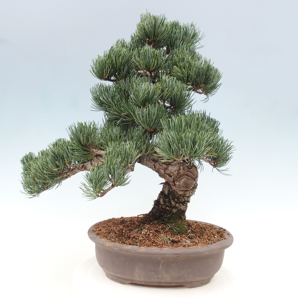 Vonkajšie bonsai - Pinus parviflora - Borovica drobnokvetá
