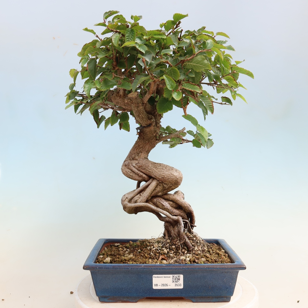 Vonkajšie bonsaje -Carpinus CARPINOIDES - Hrab kórejský