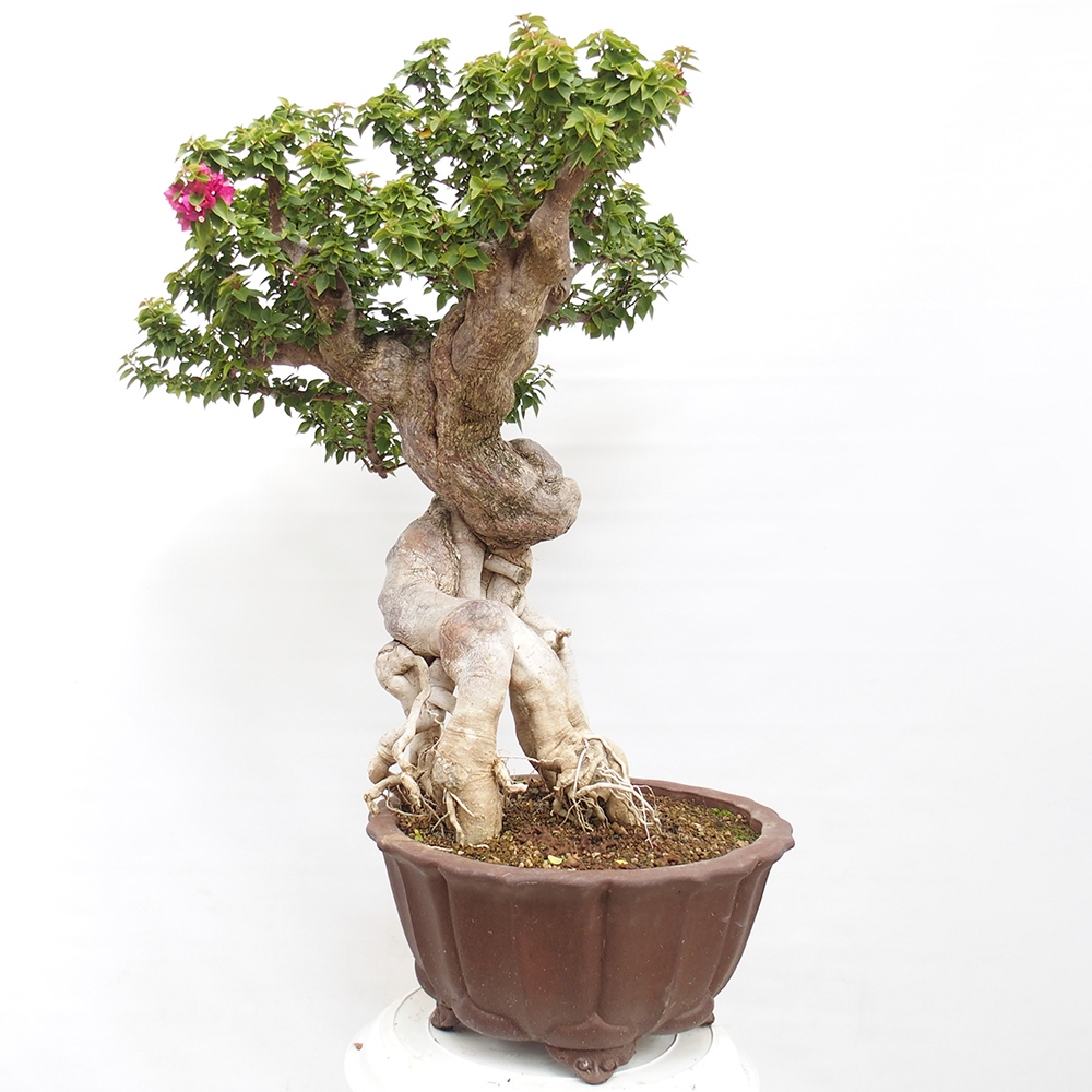 Izbová bonsai - Bouganwilea