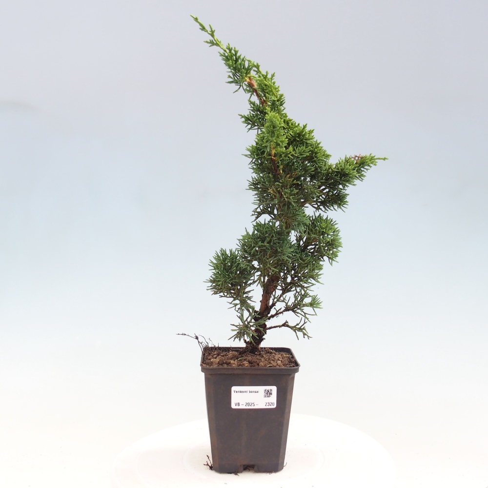 Vonkajšie bonsai - Juniperus chinensis Kishu -Jalovec čínsky